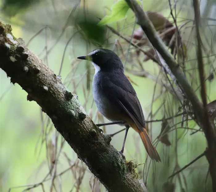 绿胁歌䳭(Dessonornis anomalus)