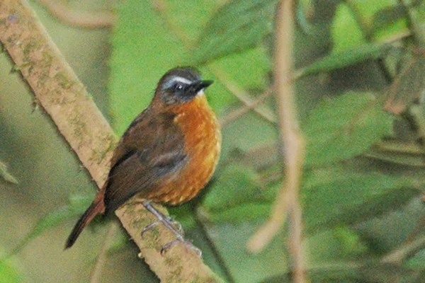 阿氏歌䳭(Dessonornis archeri)