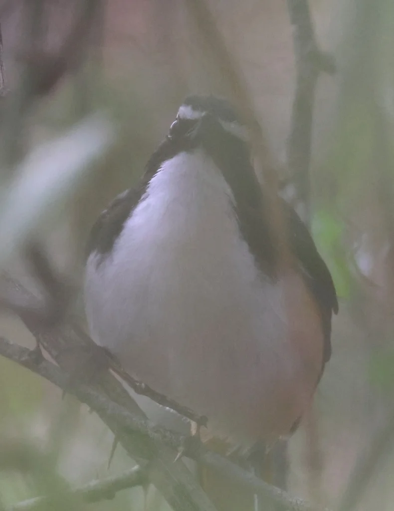 白喉歌䳭(Dessonornis humeralis)