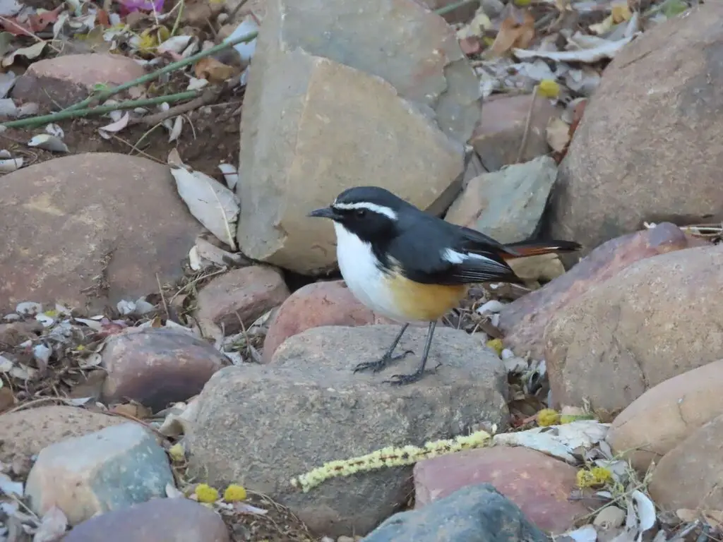 白喉歌䳭(Dessonornis humeralis)