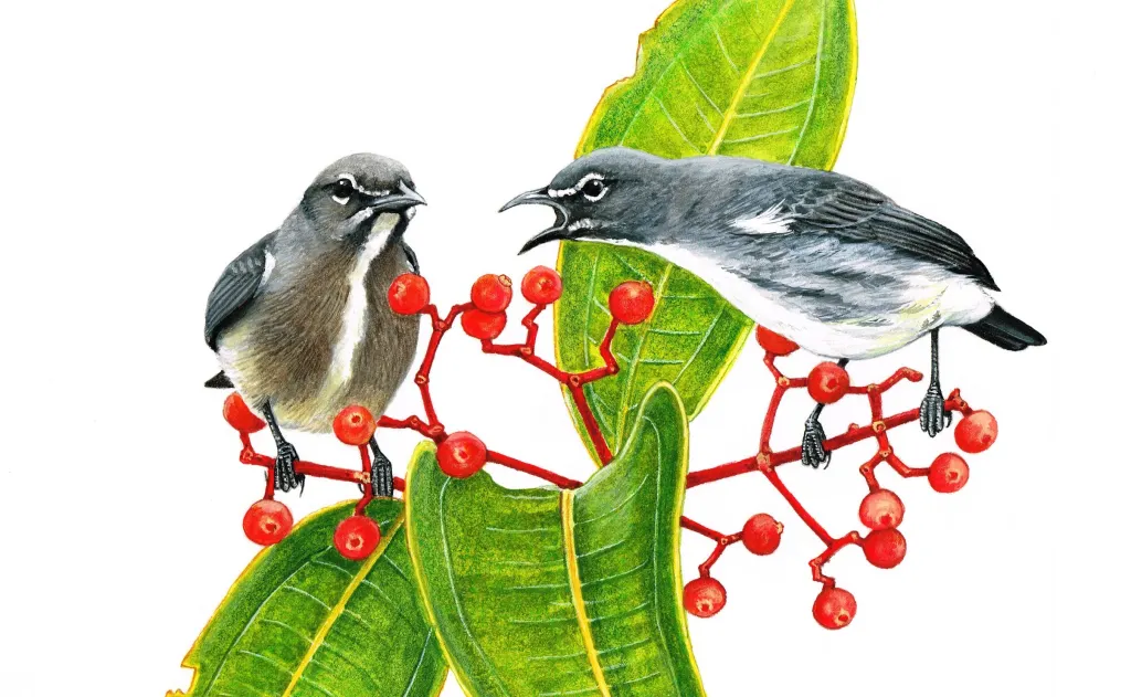 眼镜啄花鸟(Dicaeum dayakorum)