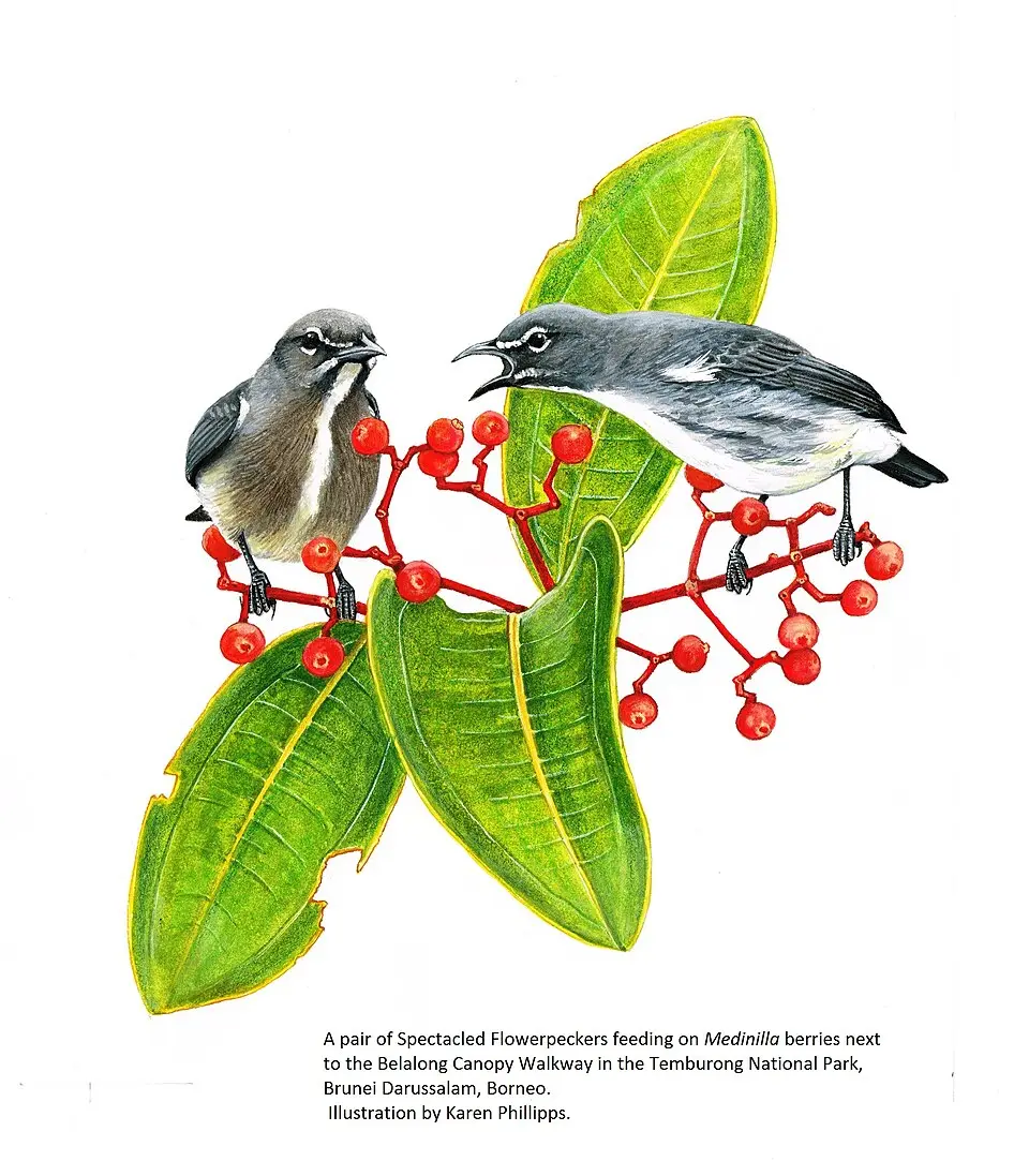 眼镜啄花鸟(Dicaeum dayakorum)