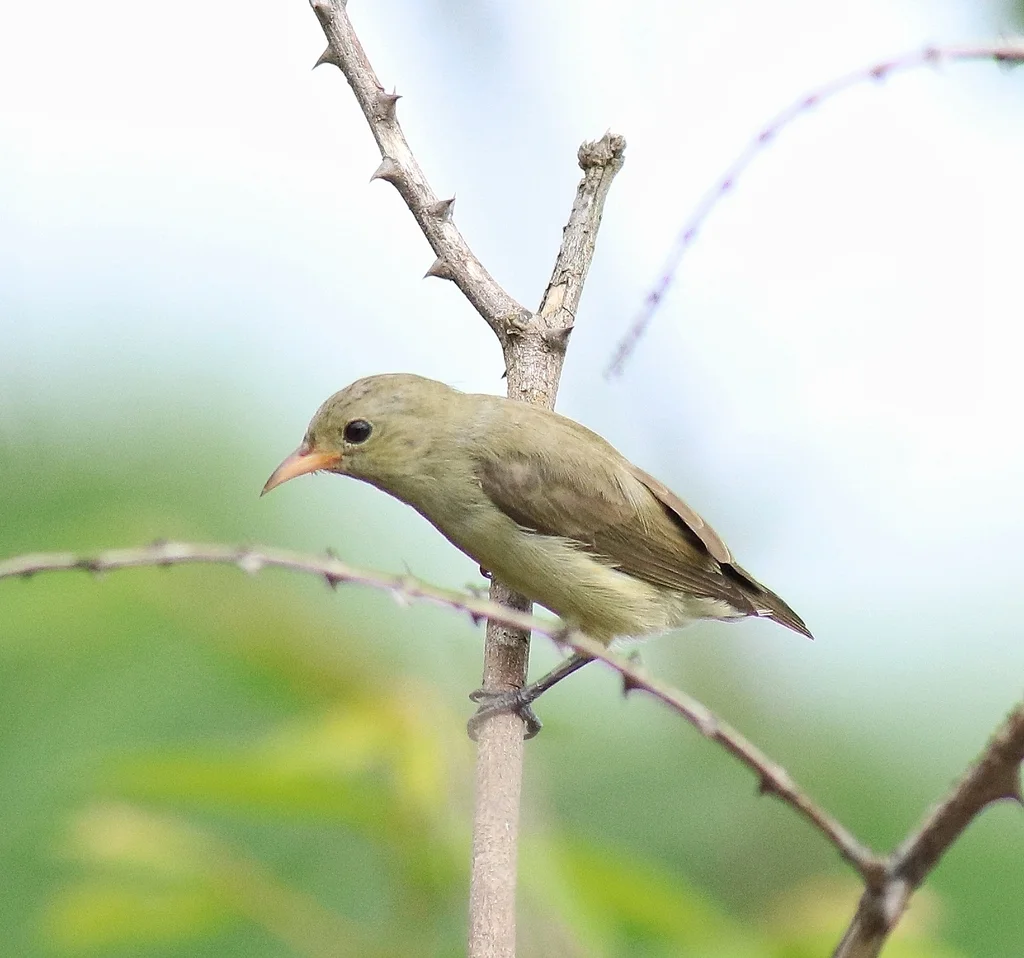 淡嘴啄花鸟(Dicaeum erythrorhynchos)