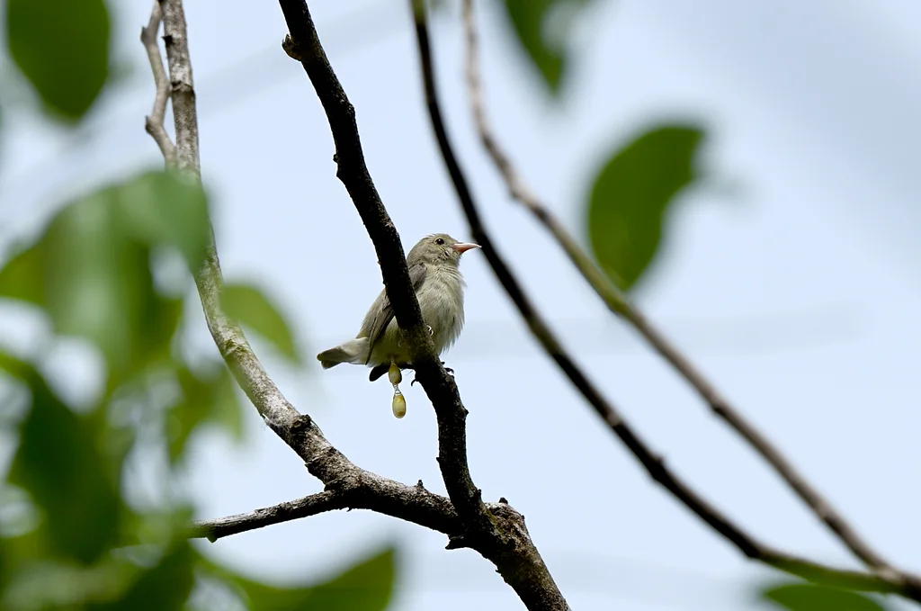 淡嘴啄花鸟(Dicaeum erythrorhynchos)