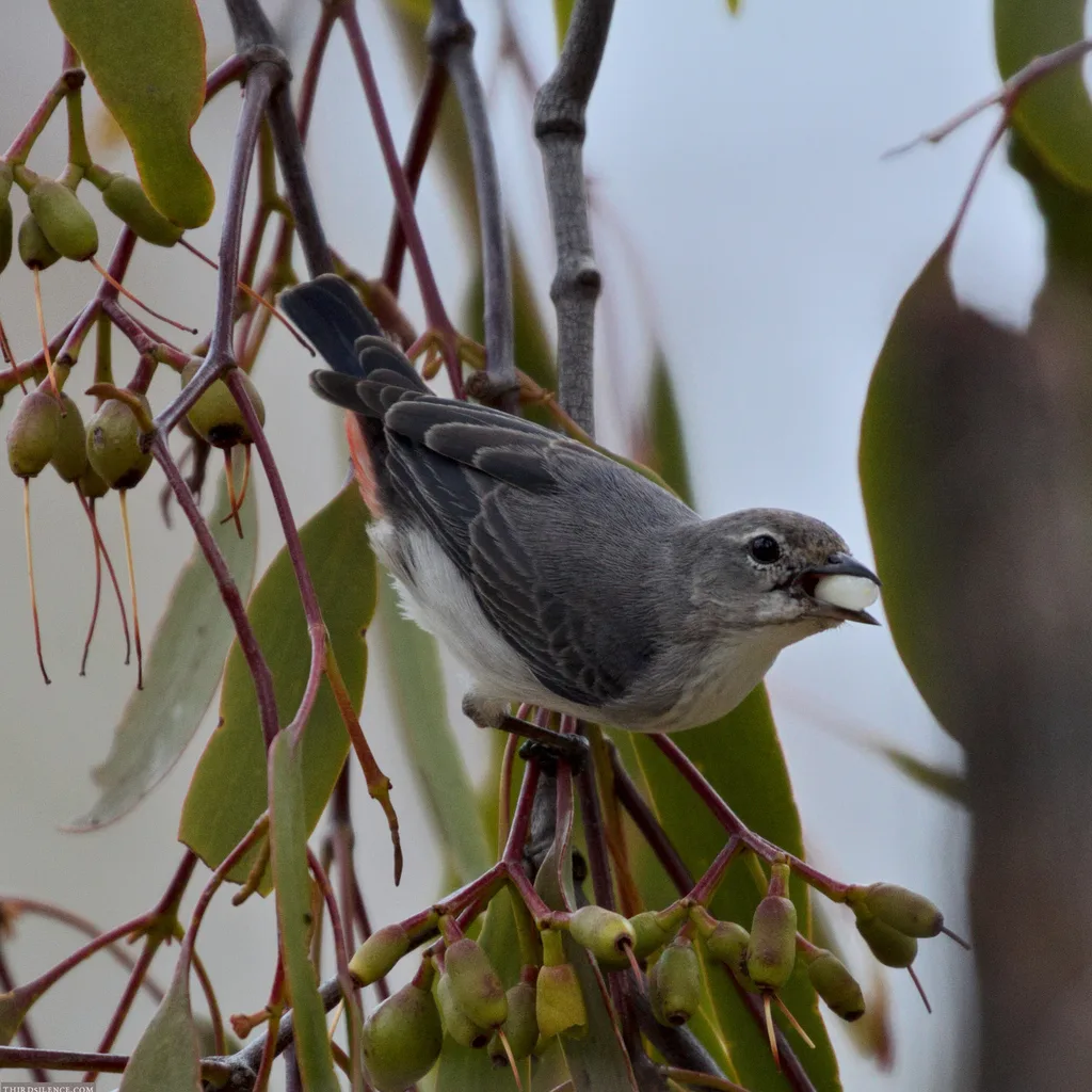 澳洲啄花鸟(Dicaeum hirundinaceum)