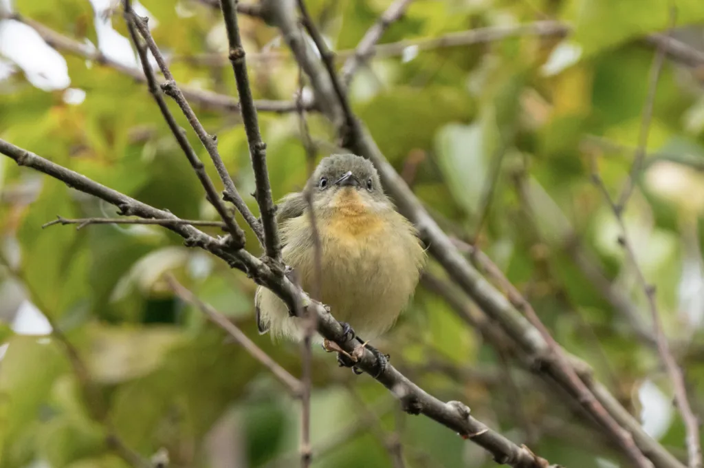 红胸啄花鸟(Dicaeum ignipectus)