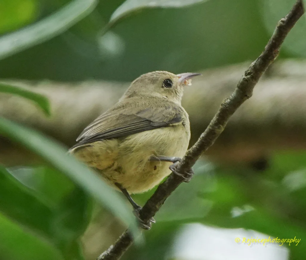 纯色啄花鸟(Dicaeum minullum)