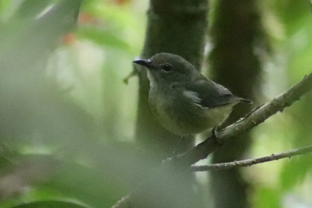 黑胁啄花鸟(Dicaeum monticolum)