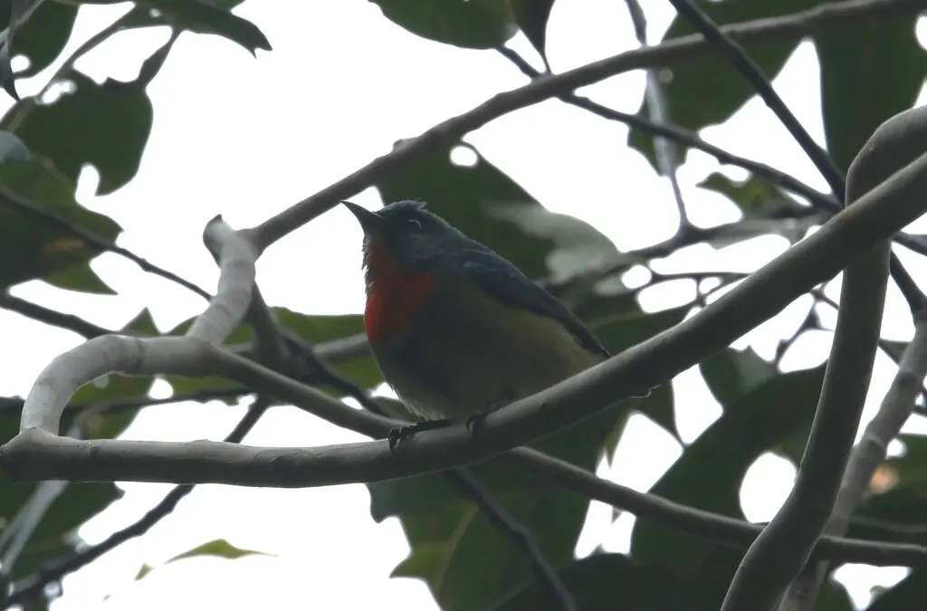 黑胁啄花鸟(Dicaeum monticolum)