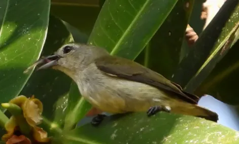 安达曼啄花鸟(Dicaeum virescens)