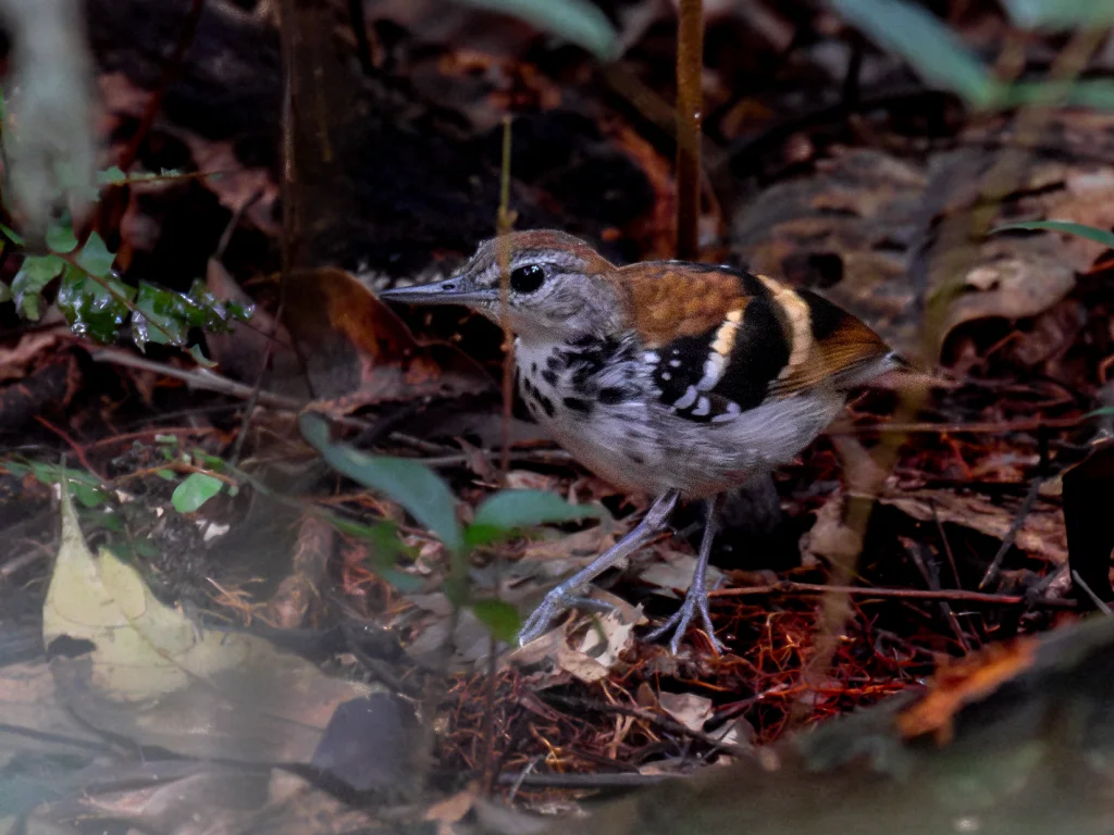 斑纹蚁鹩(Dichrozona cincta)