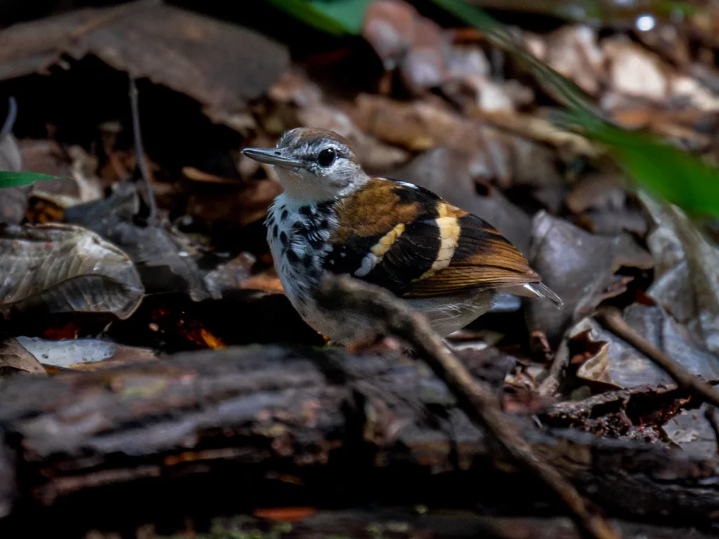 斑纹蚁鹩(Dichrozona cincta)
