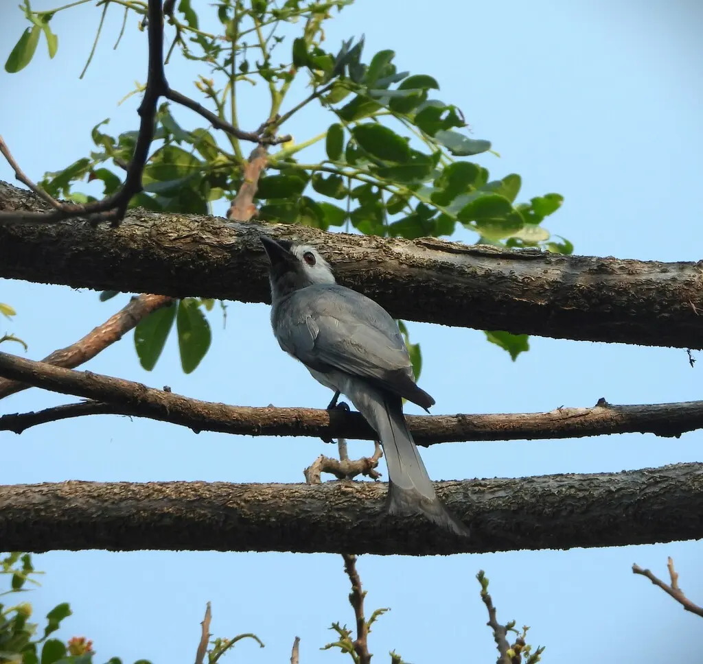 灰卷尾(Dicrurus leucophaeus)