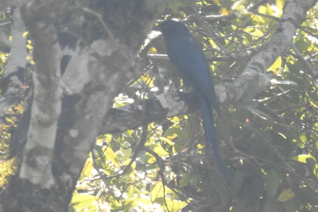 灰卷尾(Dicrurus leucophaeus)