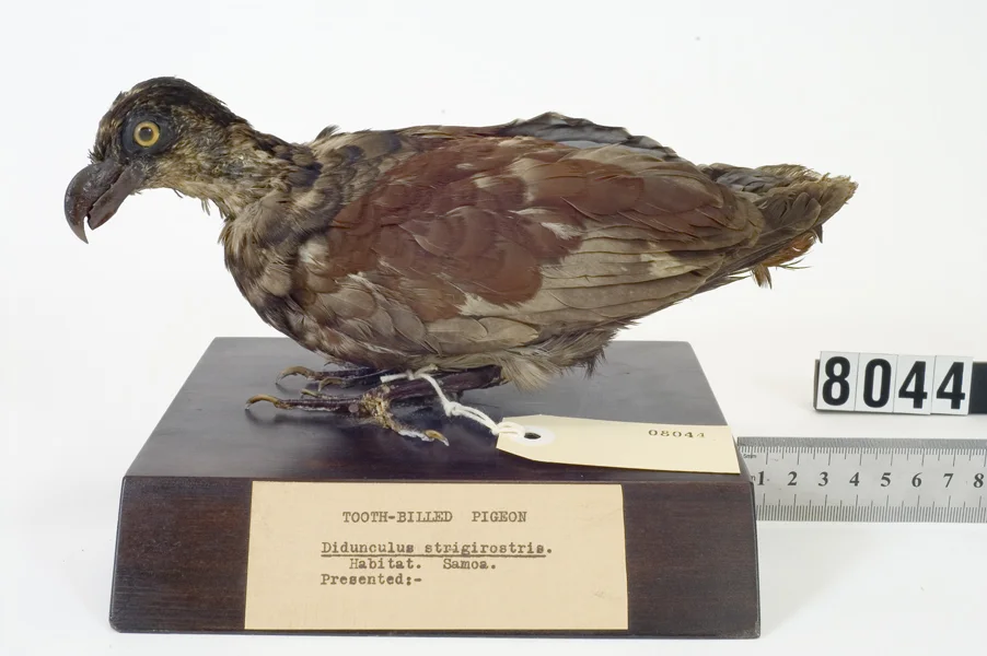齿嘴鸠(Didunculus strigirostris)