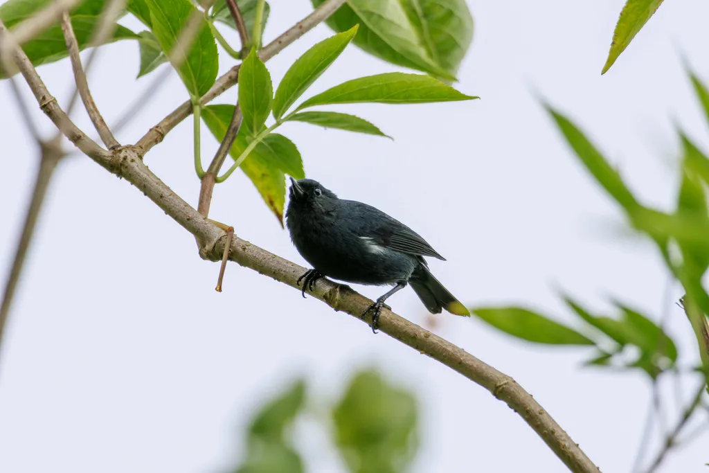 白胁刺花鸟(Diglossa albilatera)