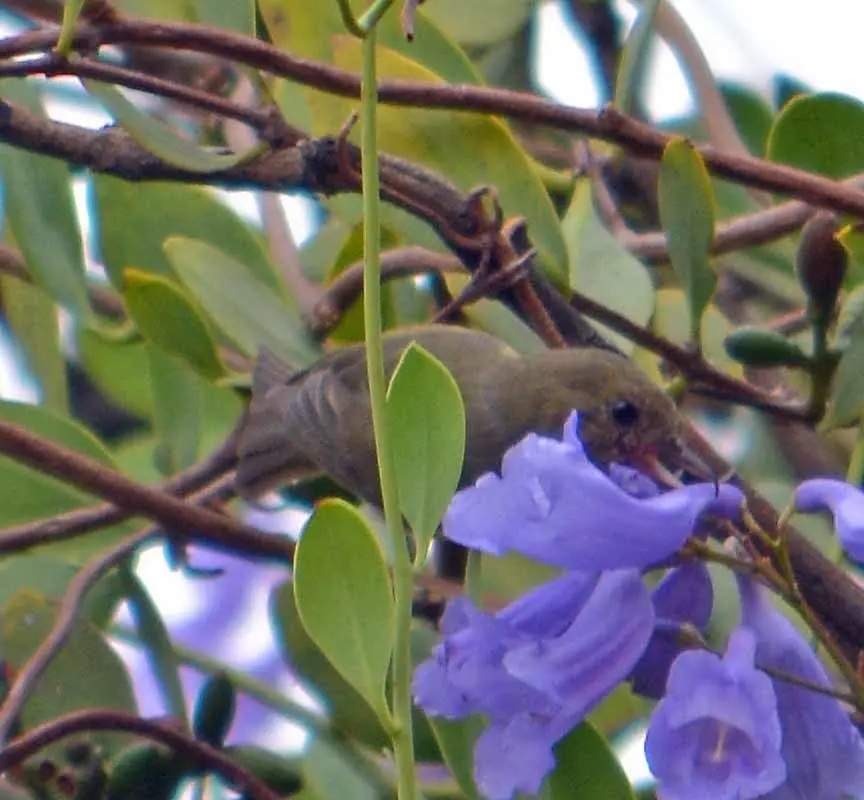 灰腹刺花鸟(Diglossa baritula)