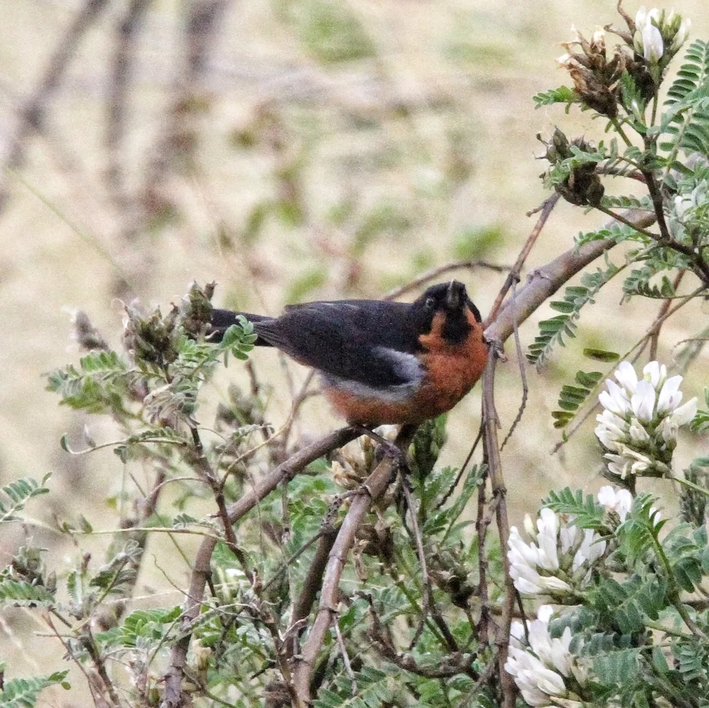 黑喉刺花鸟(Diglossa brunneiventris)