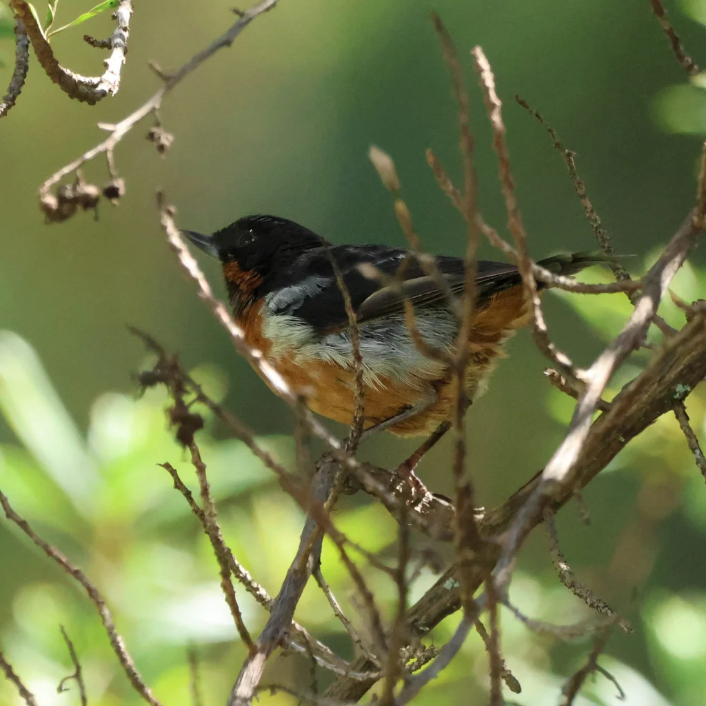 黑喉刺花鸟(Diglossa brunneiventris)