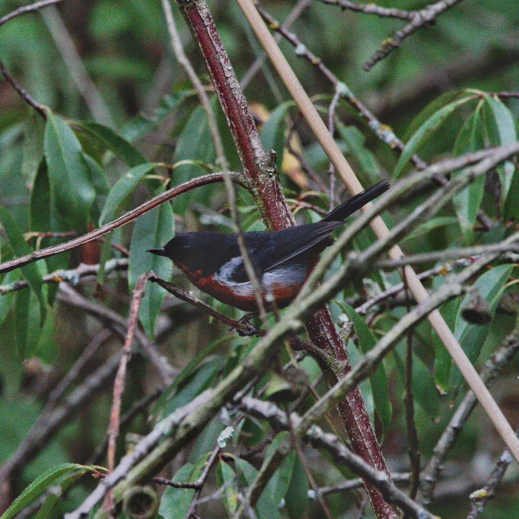 黑喉刺花鸟(Diglossa brunneiventris)