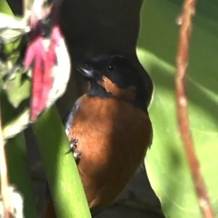 黑喉刺花鸟(Diglossa brunneiventris)