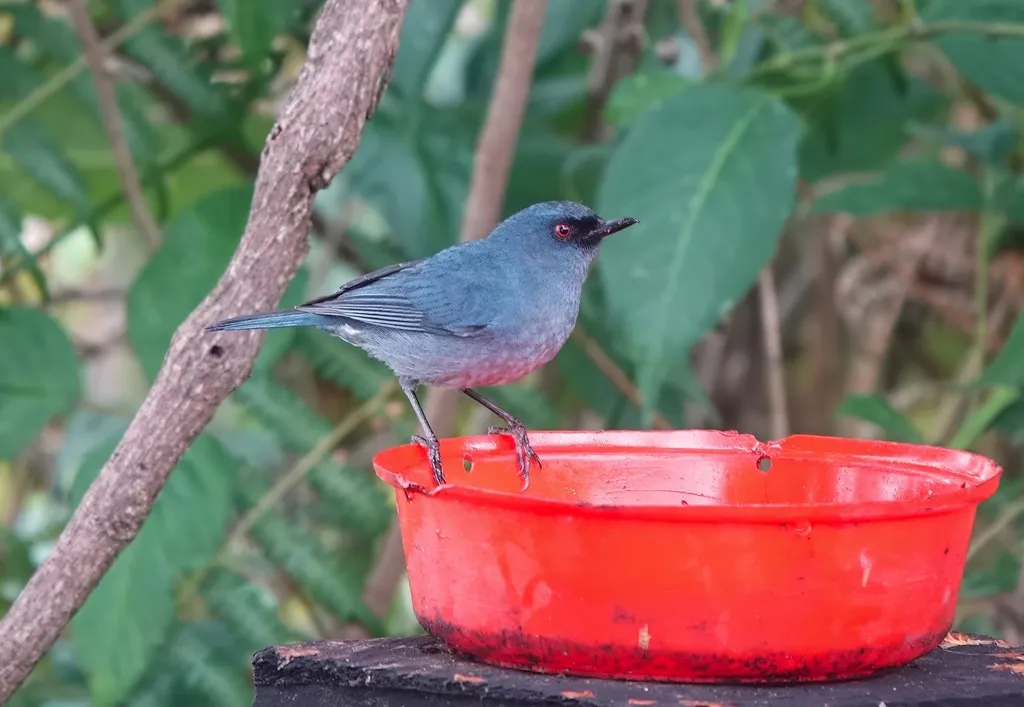 浅蓝刺花鸟(Diglossa caerulescens)