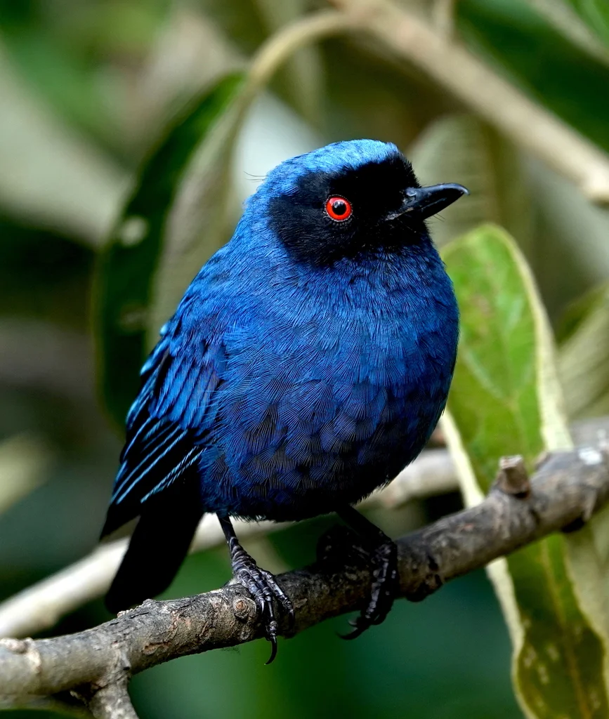花脸刺花鸟(Diglossa cyanea)