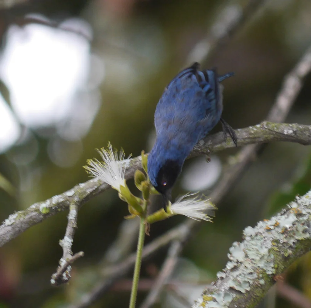 花脸刺花鸟(Diglossa cyanea)