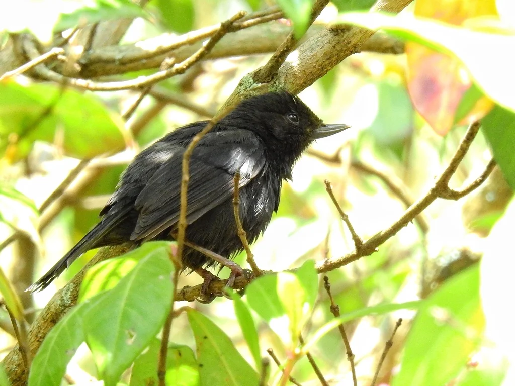 黑刺花鸟(Diglossa humeralis)