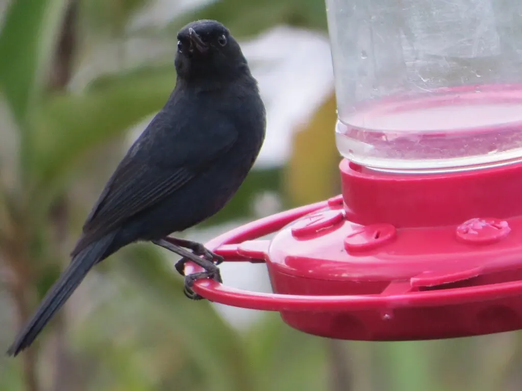 黑刺花鸟(Diglossa humeralis)