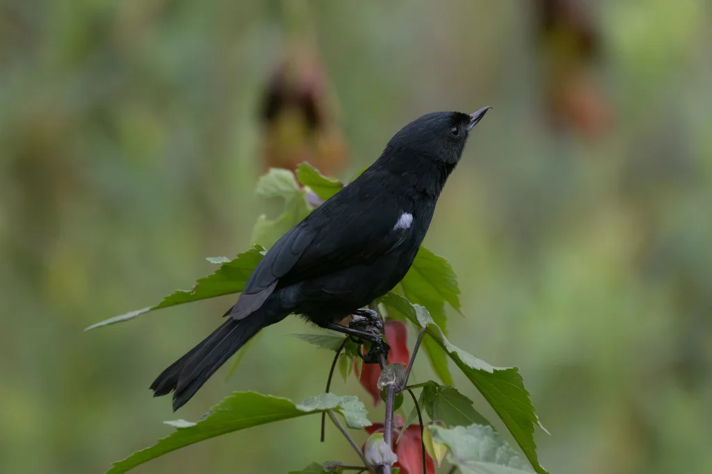 黑刺花鸟(Diglossa humeralis)