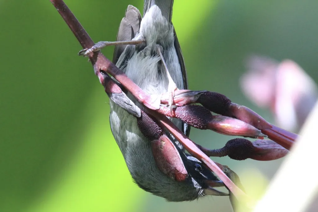 灰刺花鸟(Diglossa plumbea)