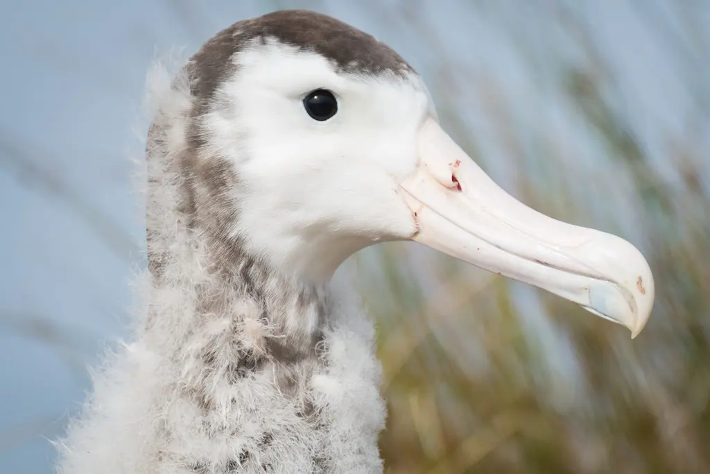 阿岛信天翁(Diomedea amsterdamensis)