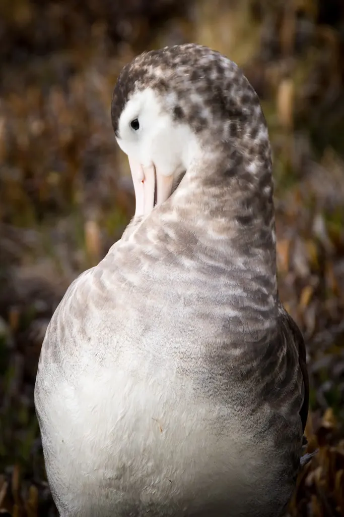 阿岛信天翁(Diomedea amsterdamensis)
