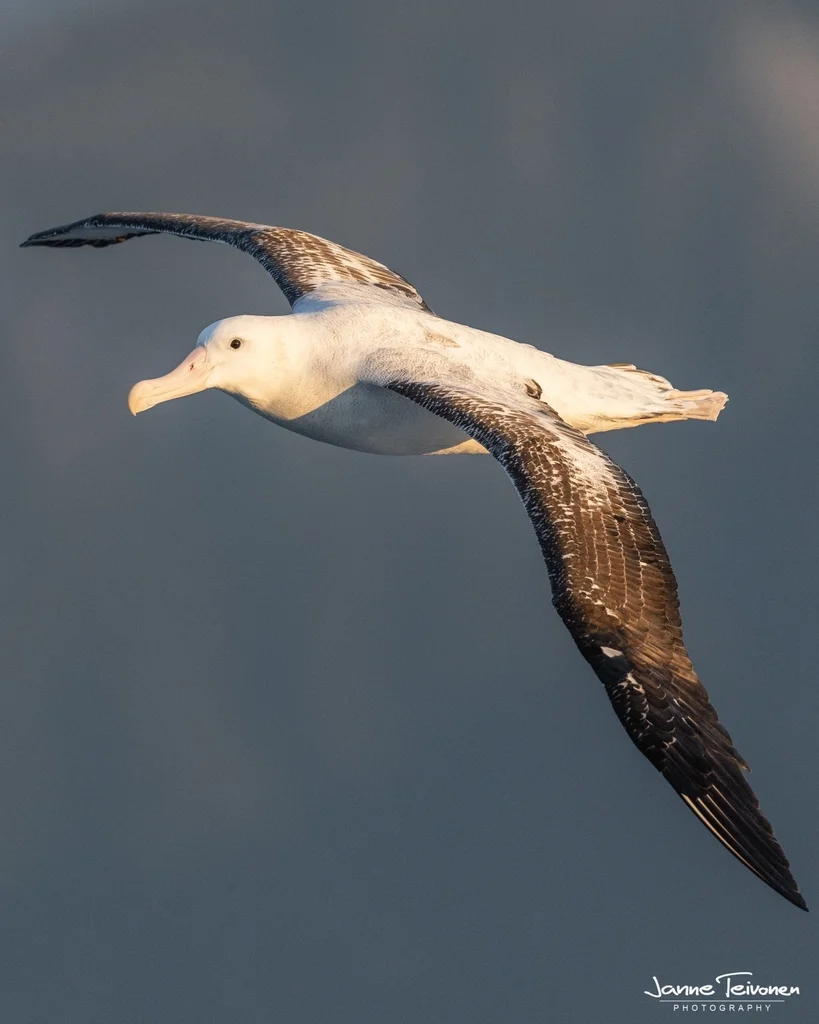 安岛信天翁(Diomedea antipodensis)