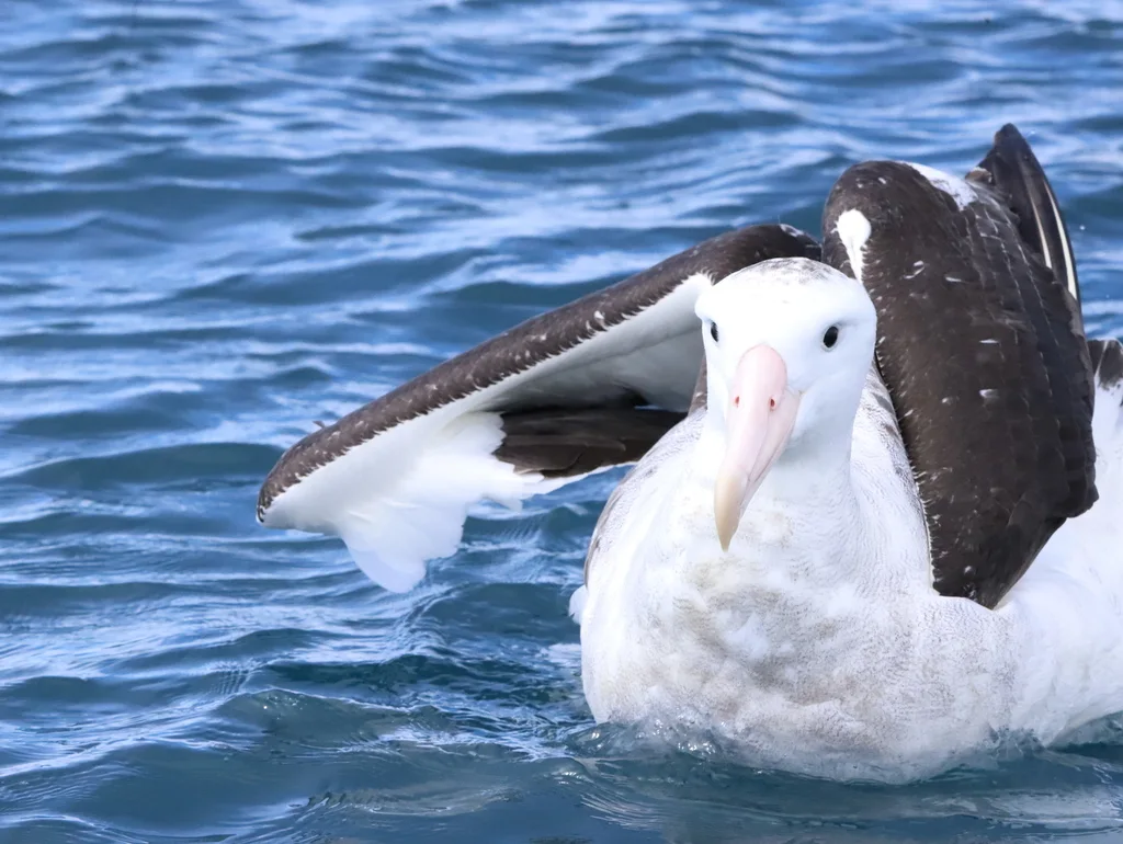 安岛信天翁(Diomedea antipodensis)