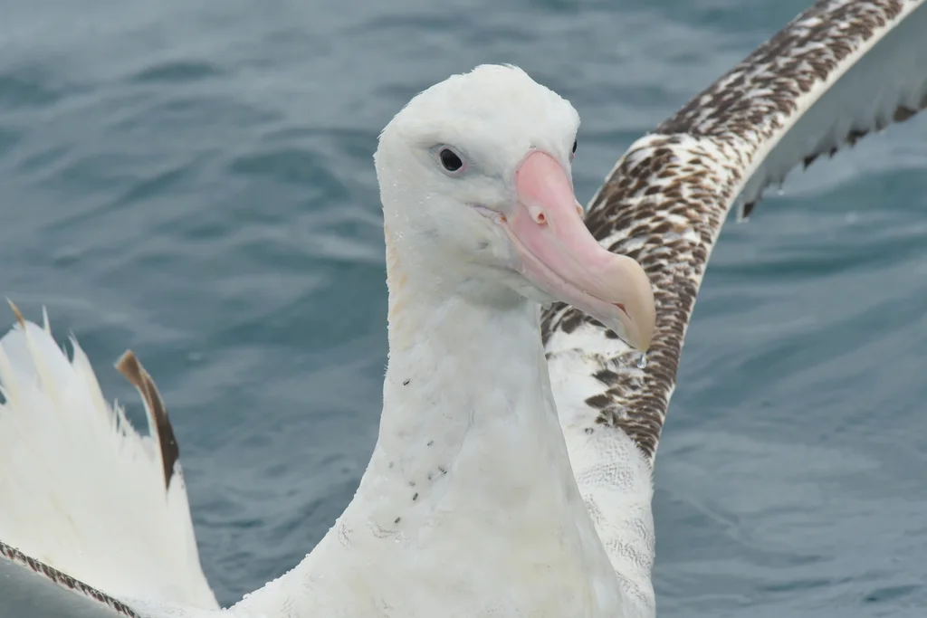 安岛信天翁(Diomedea antipodensis)