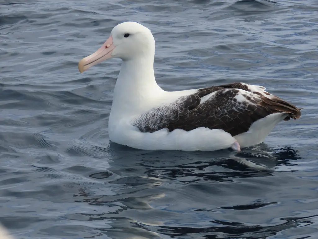 皇信天翁(Diomedea epomophora)