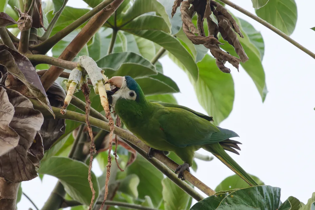 红肩金刚鹦鹉(Diopsittaca nobilis)