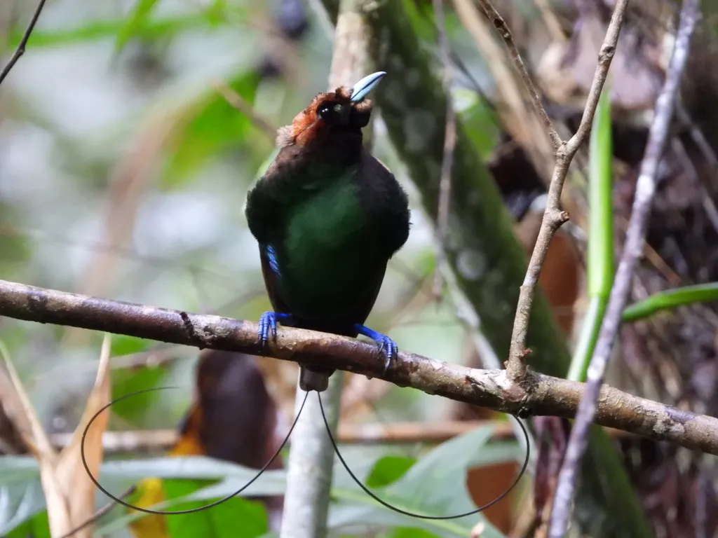 丽色极乐鸟(Diphyllodes magnificus)