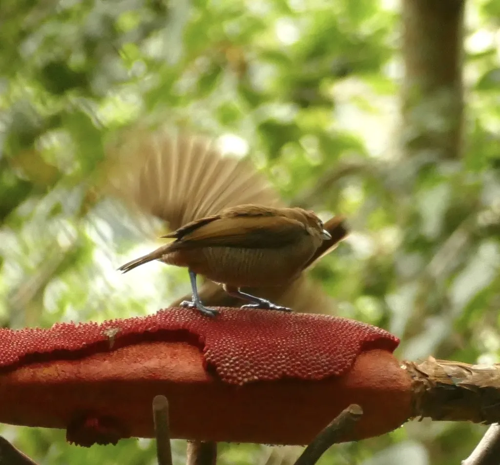 丽色极乐鸟(Diphyllodes magnificus)