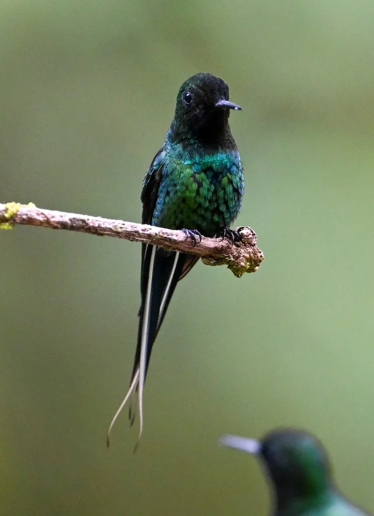 绿刺尾蜂鸟(Discosura conversii)
