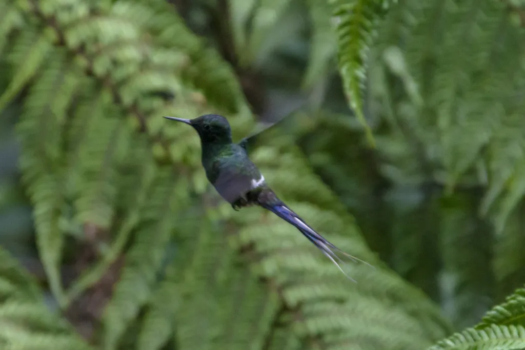 绿刺尾蜂鸟(Discosura conversii)