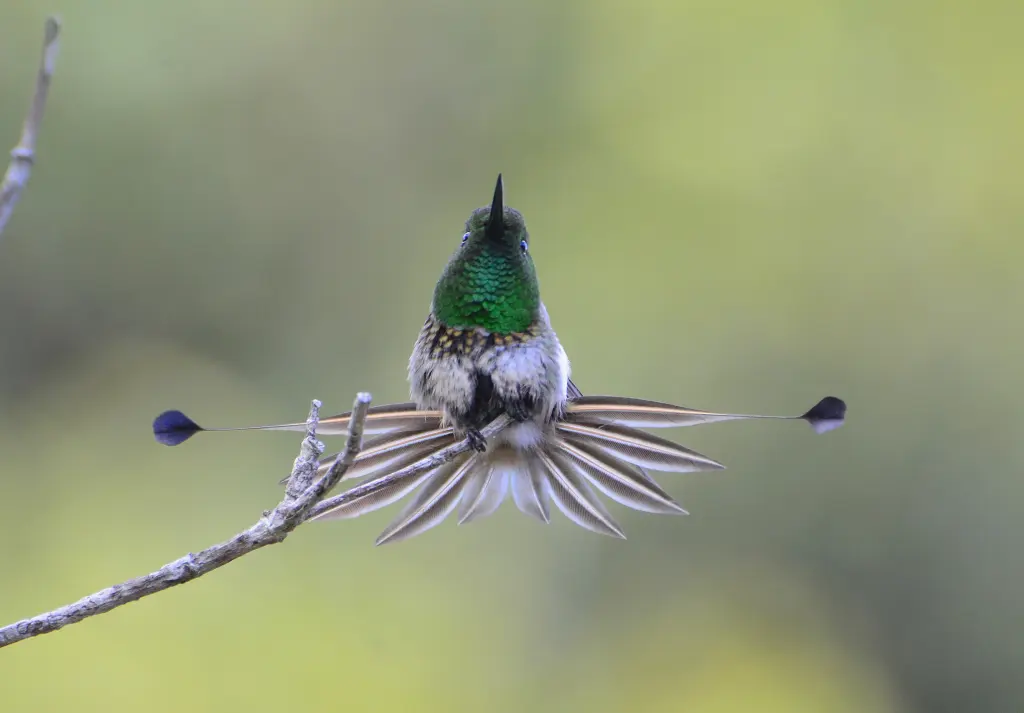 扇尾蜂鸟(Discosura longicaudus)
