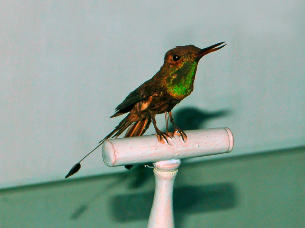 扇尾蜂鸟(Discosura longicaudus)