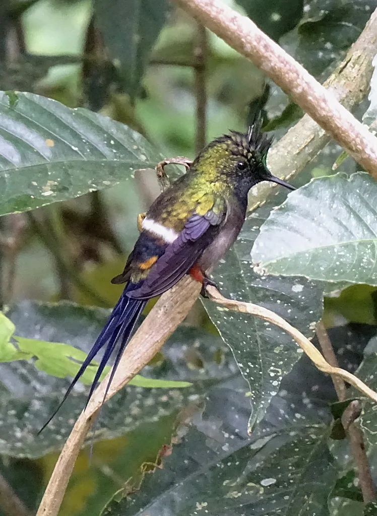 翎冠刺尾蜂鸟(Discosura popelairii)