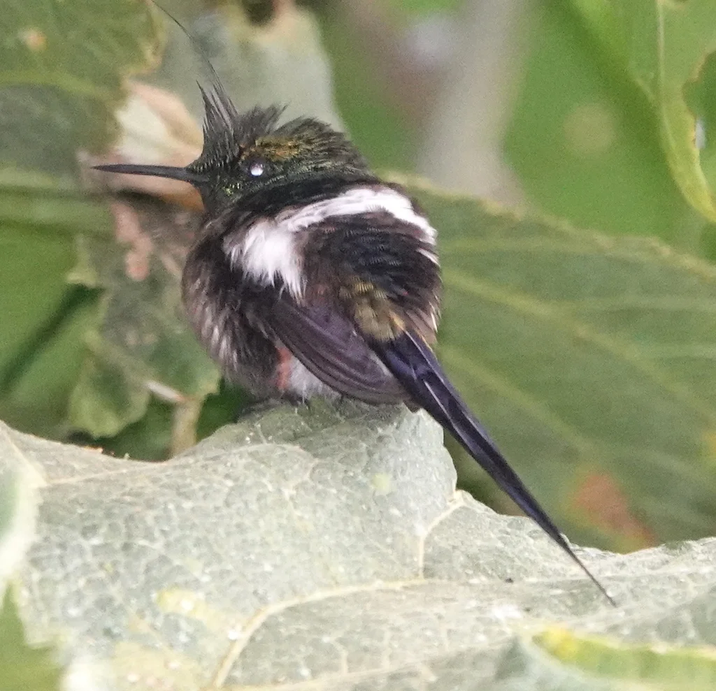 翎冠刺尾蜂鸟(Discosura popelairii)