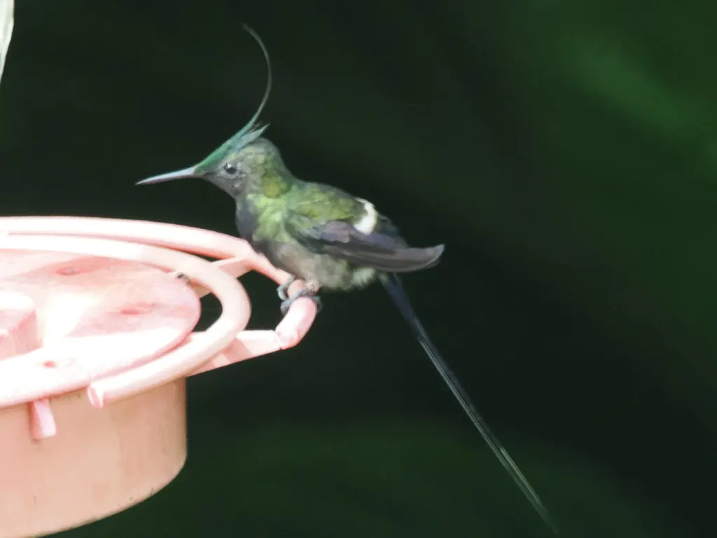翎冠刺尾蜂鸟(Discosura popelairii)