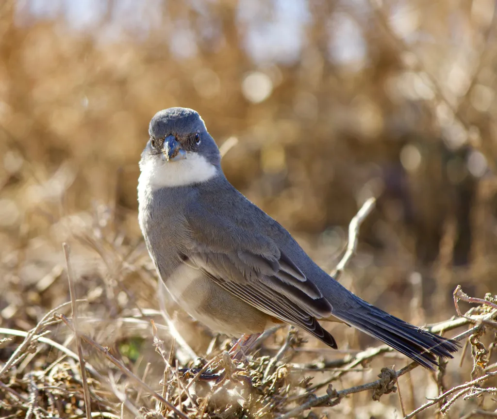 迪卡雀(Diuca diuca)