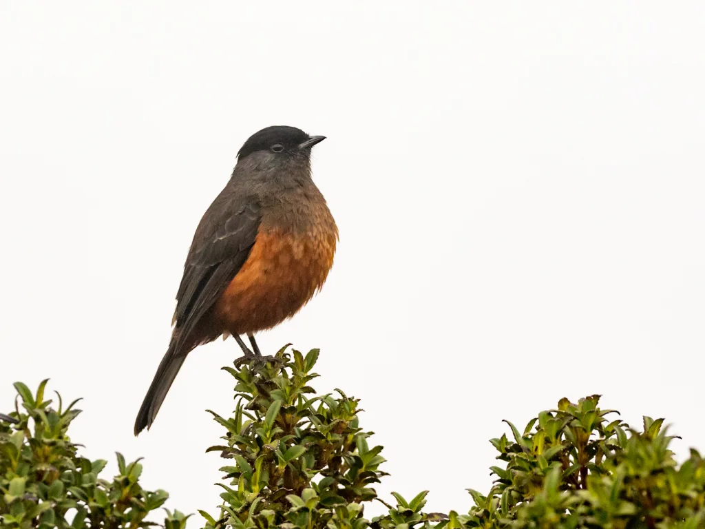 栗腹伞鸟(Doliornis remseni)